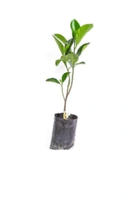 Red Jackfruit plant লাল কাঁঠাল গাছ - Red