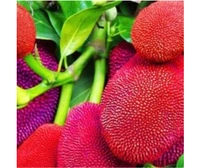 Red Jackfruit plant লাল কাঁঠাল গাছ - Red
