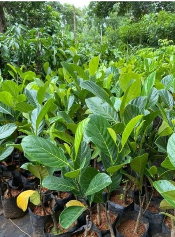 Red Jackfruit plant লাল কাঁঠাল গাছ - Red