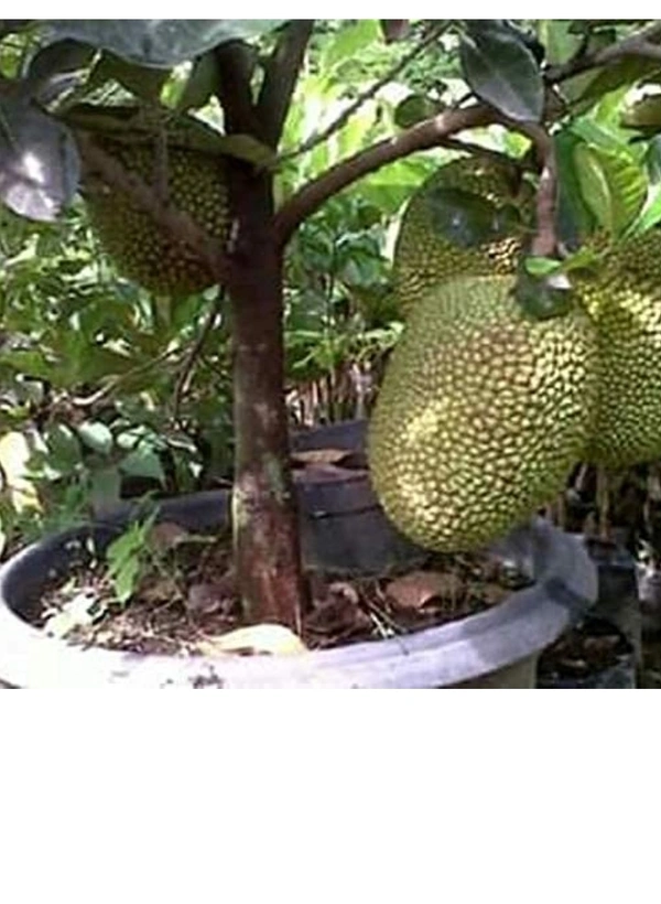 All Time Jackfruit plant বারোমাসি কাঁঠাল