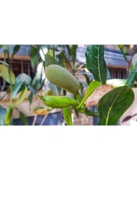 All Time Jackfruit plant বারোমাসি কাঁঠাল