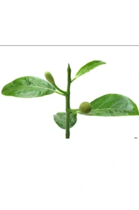 All Time Jackfruit plant বারোমাসি কাঁঠাল