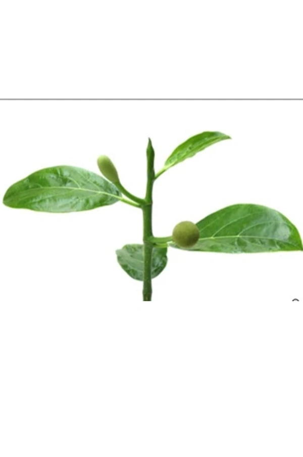 All Time Jackfruit plant বারোমাসি কাঁঠাল