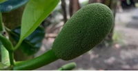 All Time Jackfruit plant বারোমাসি কাঁঠাল