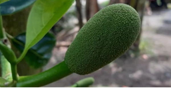 All Time Jackfruit plant বারোমাসি কাঁঠাল