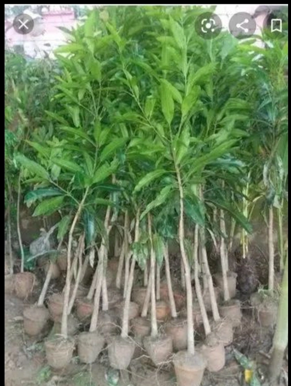 Amrapali Mango Plant আম্রপালি চারা গাছ