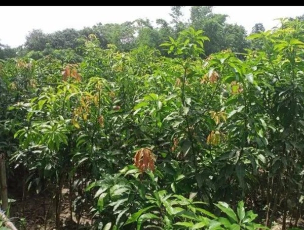 Amrapali Mango Plant আম্রপালি চারা গাছ