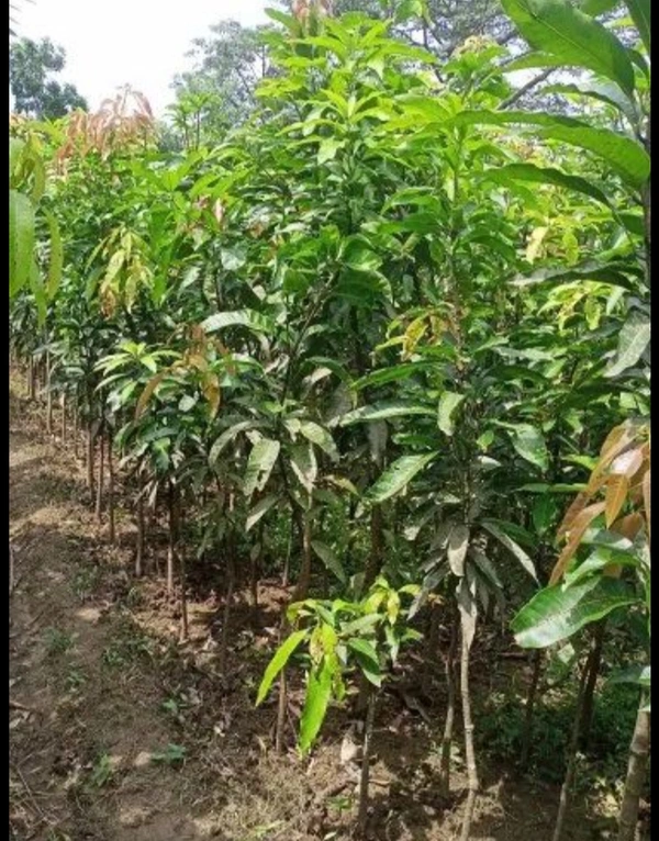Amrapali Mango Plant আম্রপালি চারা গাছ