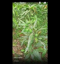 Amrapali Mango Plant আম্রপালি চারা গাছ