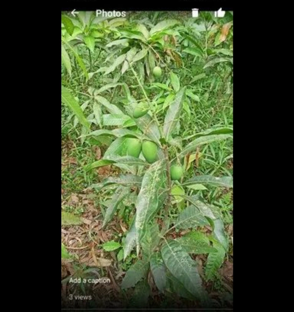 Amrapali Mango Plant আম্রপালি চারা গাছ