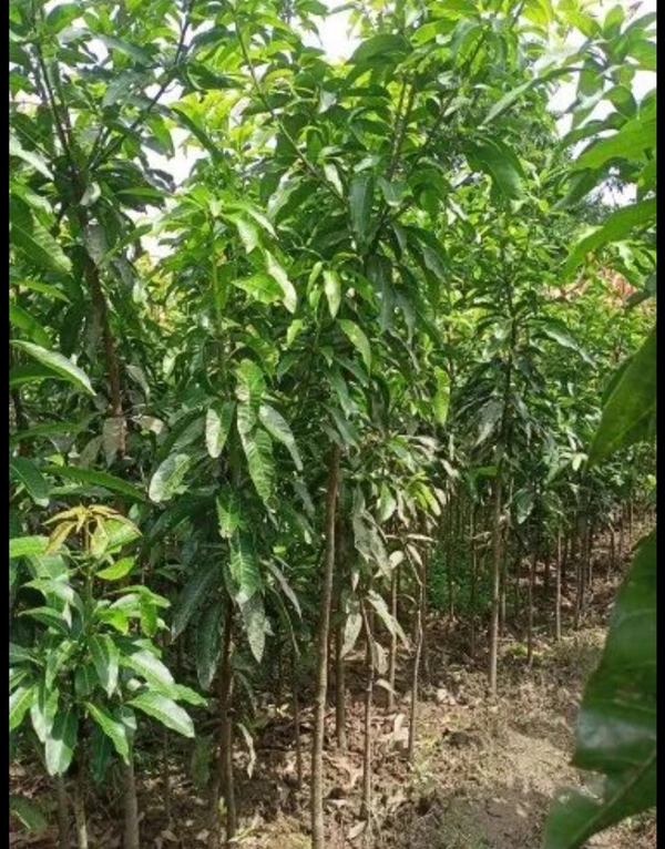 Amrapali Mango Plant আম্রপালি চারা গাছ