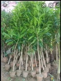 Amrapali Mango Plant আম্রপালি চারা গাছ
