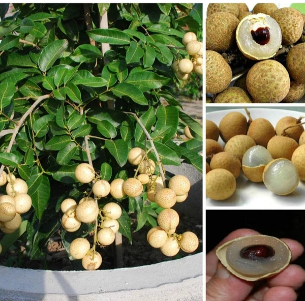 Longon Fruit Plant লঙ্গন ফল চারা গাছ