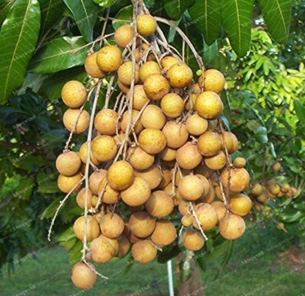 Longon Fruit Plant লঙ্গন ফল চারা গাছ