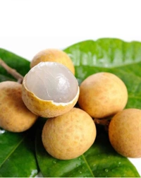 Longon Fruit Plant লঙ্গন ফল চারা গাছ