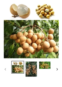 Longon Fruit Plant লঙ্গন ফল চারা গাছ
