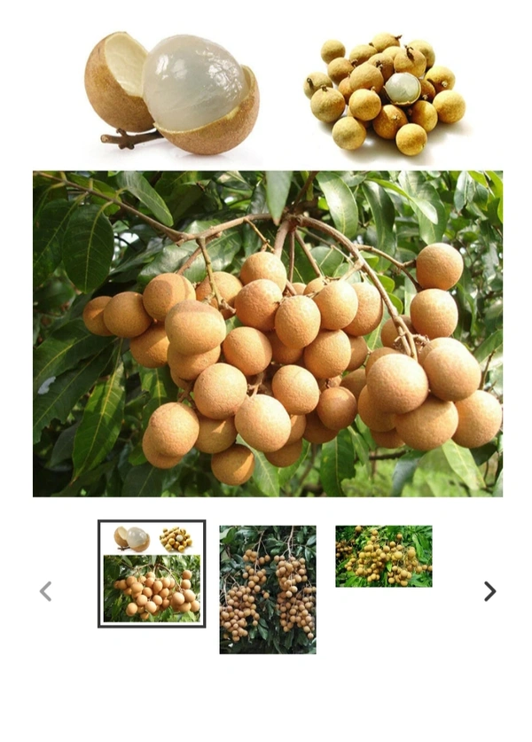 Longon Fruit Plant লঙ্গন ফল চারা গাছ
