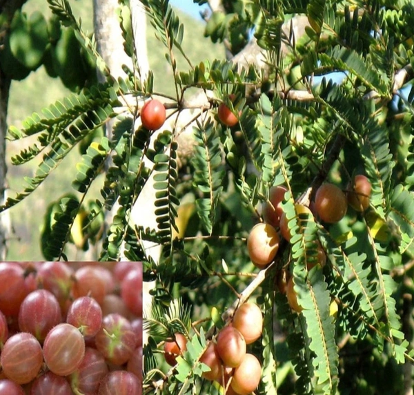 AamLoki Fruit Plant আমলকি চারা গাছ