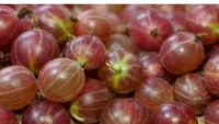AamLoki Fruit Plant আমলকি চারা গাছ
