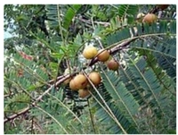 AamLoki Fruit Plant আমলকি চারা গাছ