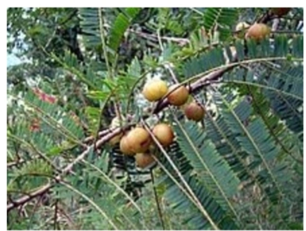 AamLoki Fruit Plant আমলকি চারা গাছ