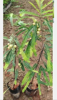 AamLoki Fruit Plant আমলকি চারা গাছ