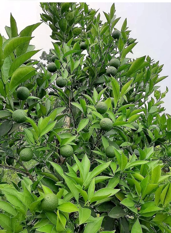 Bari One Malta Fruit Plant বাড়ি ওয়ান মাল্টা চারা গাছ