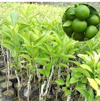 Bari One Malta Fruit Plant বাড়ি ওয়ান মাল্টা চারা গাছ