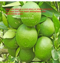 Bari One Malta Fruit Plant বাড়ি ওয়ান মাল্টা চারা গাছ