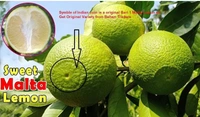 Bari One Malta Fruit Plant বাড়ি ওয়ান মাল্টা চারা গাছ