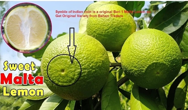 Bari One Malta Fruit Plant বাড়ি ওয়ান মাল্টা চারা গাছ