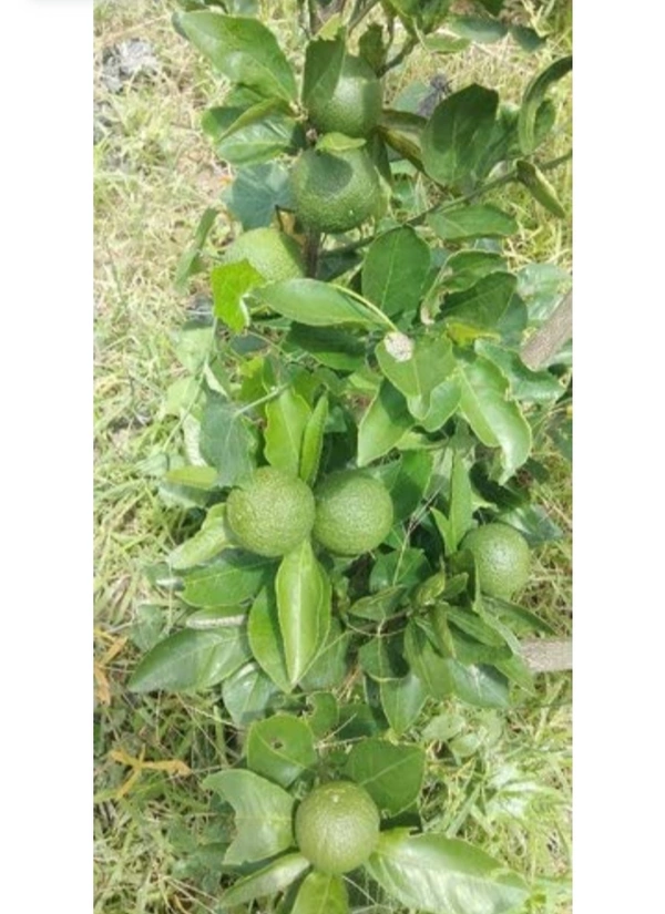 Bari One Malta Fruit Plant বাড়ি ওয়ান মাল্টা চারা গাছ