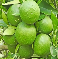 Bari One Malta Fruit Plant বাড়ি ওয়ান মাল্টা চারা গাছ