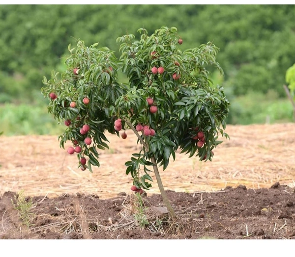 China Three Lichi Plant চায়না থ্রি লিচু চারা গাছ