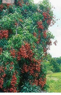 China Three Lichi Plant চায়না থ্রি লিচু চারা গাছ