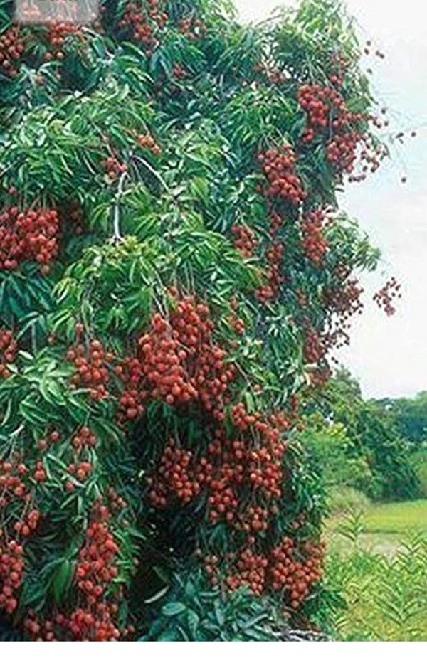 China Three Lichi Plant চায়না থ্রি লিচু চারা গাছ