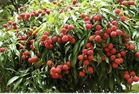 China Three Lichi Plant চায়না থ্রি লিচু চারা গাছ
