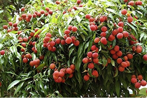 China Three Lichi Plant চায়না থ্রি লিচু চারা গাছ