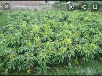 China Three Lichi Plant চায়না থ্রি লিচু চারা গাছ