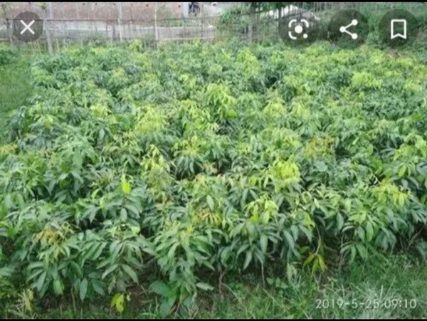 China Three Lichi Plant চায়না থ্রি লিচু চারা গাছ