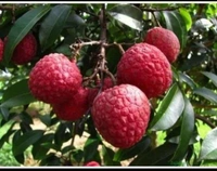 China Three Lichi Plant চায়না থ্রি লিচু চারা গাছ