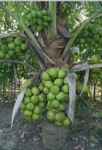 All Time Ganga Vardhan Coconut Plant বারোমাসি গঙ্গাবর্ধন নারকেলের চারা গাছ