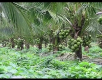 All Time Ganga Vardhan Coconut Plant বারোমাসি গঙ্গাবর্ধন নারকেলের চারা গাছ