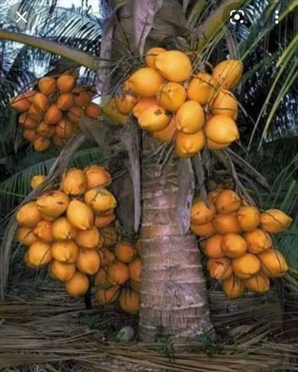 Carol Coconut Plant কেরোল নারিকেল চারা গাছ