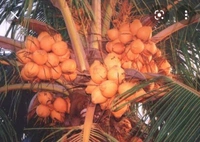Carol Coconut Plant কেরোল নারিকেল চারা গাছ
