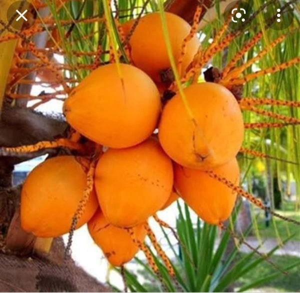 Carol Coconut Plant কেরোল নারিকেল চারা গাছ
