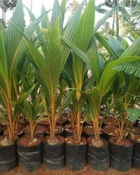 Carol Coconut Plant কেরোল নারিকেল চারা গাছ