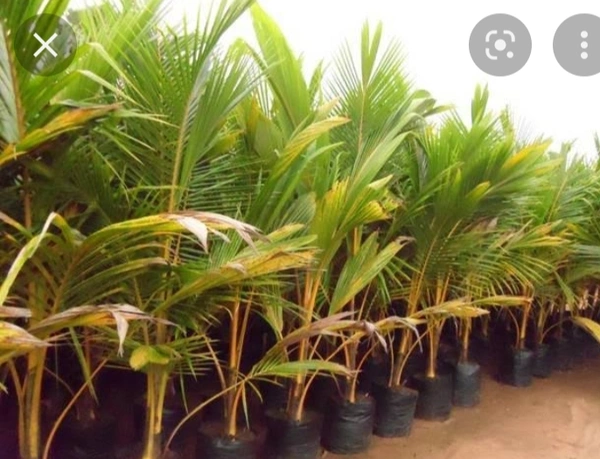 Carol Coconut Plant কেরোল নারিকেল চারা গাছ