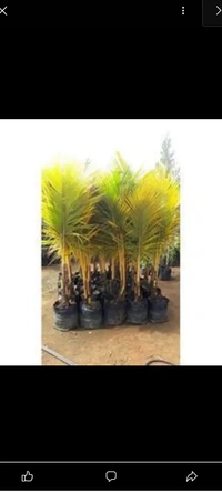 Carol Coconut Plant কেরোল নারিকেল চারা গাছ