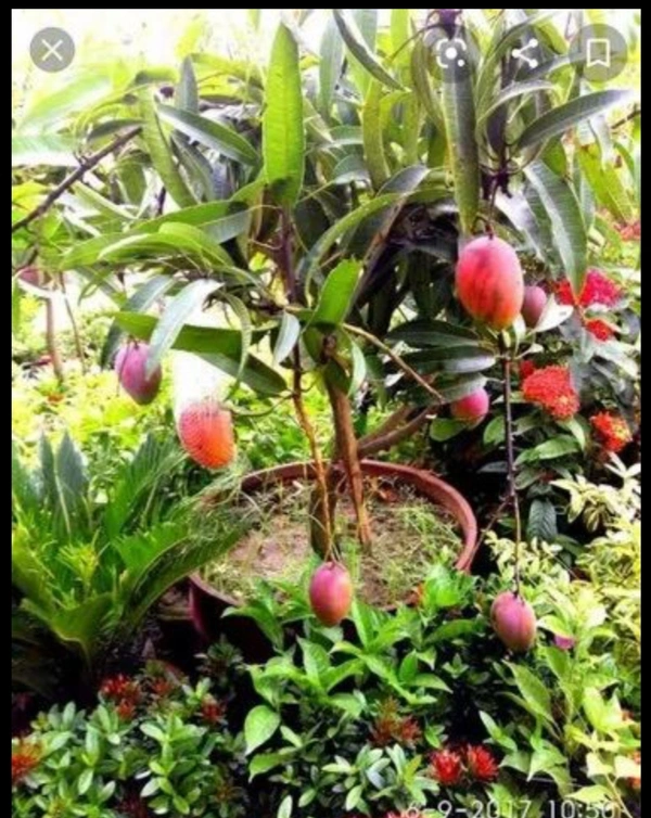 miyazaki mango plant 
